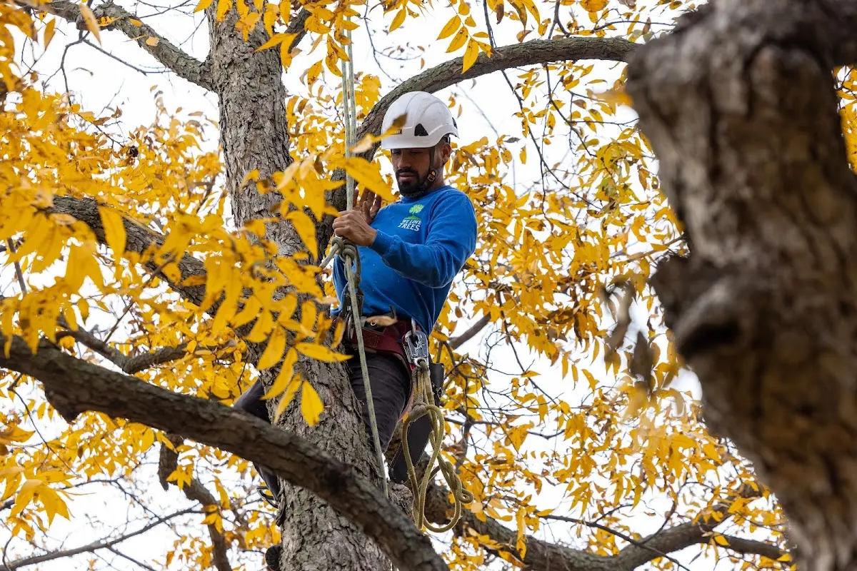 Skilled Storm Damage Cleanup crew working in Swea City